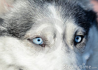 Beautiful blue eyes in a gray siberian husky dog. Macro view. Stock Photo