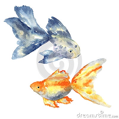 Beautiful blue fish with big fin and goldfish. Hand drawn watercolor vector illustration. Isolated on white background Vector Illustration