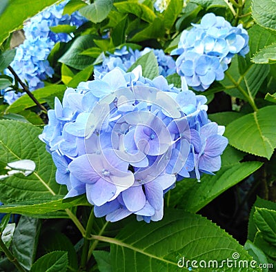 Beautiful blue flower wallpaper hydrangea flower image Stock Photo