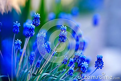 Beautiful blue flowers Stock Photo