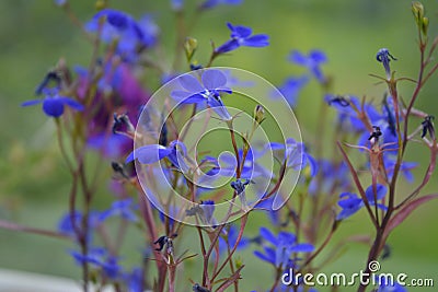 Beautiful blue flowers of blooming lobelia in the beginning of summer. Stock Photo