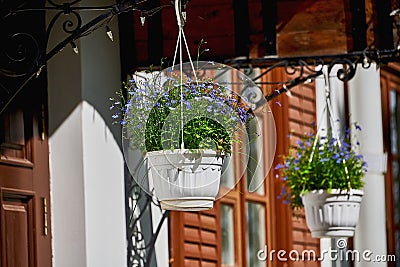 Beautiful blue flowers in a hanging planter. Decorative white pots with blue flowers in summer Stock Photo