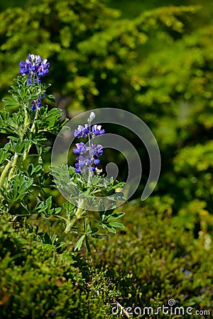 Beautiful bluebells wild grown in Alaska. Stock Photo