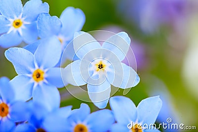 Beautiful blue flowers, Super macro Stock Photo