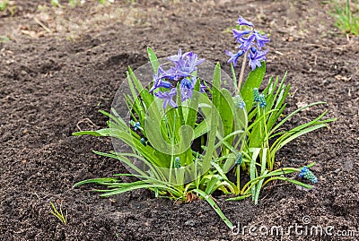 Beautiful blue hyacinth Hyacinthus orientalis with muscari ar Stock Photo
