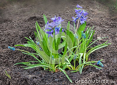 Beautiful blue hyacinth with muscari armenian on a flower bed Stock Photo