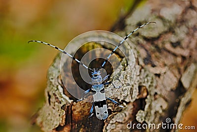 Beautiful blue incest with long feelers, Rosalia Longicorn, Rosalia alpina, in the nature green forest habitat, sitting on the Stock Photo