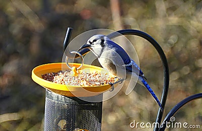 A beautiful blue jay eating seeds on the bird feeders Stock Photo