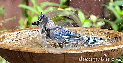 Beautiful Blue jay splashing around in a birdbath Stock Photo