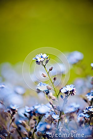 Beautiful blue little flowers Stock Photo