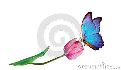 Beautiful blue morpho butterfly on a flower on a white background.Tulip flower in water drops isolated on white. Tulip bud. copy s Stock Photo