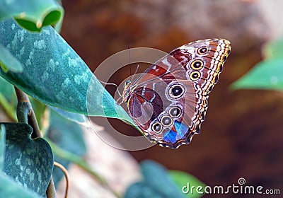 Beautiful blue morpho butterfly sitting on a leaf, underside exp Stock Photo