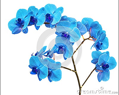 Beautiful blue Orchid without background, bright blue Orchid flowers on a white background. Stock Photo