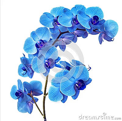 Beautiful blue Orchid without background, bright blue Orchid flowers on a white background. Stock Photo