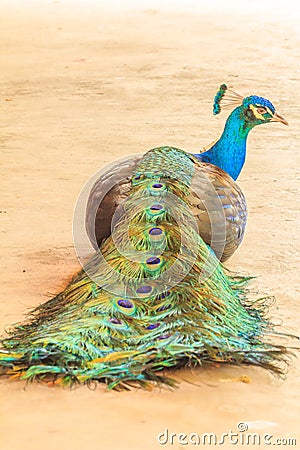 Beautiful blue peacock. Stock Photo