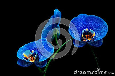 Beautiful blue phalaenopsis orchids with black background Stock Photo