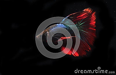 Beautiful Blue and Red Beta fish, at Black background Stock Photo