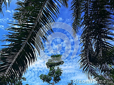 Beautiful blue sky amazing clouds under the palm oil trees as background Stock Photo