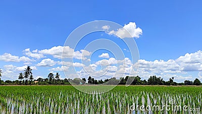 Beautiful blue sky background and beautiful white cloudy sky background over the green fresh rice fields, tropical agriculture. Stock Photo