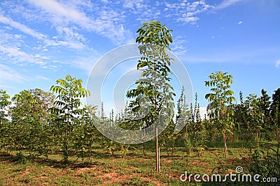 beautiful blue sky and green mahogany tree view environment Stock Photo