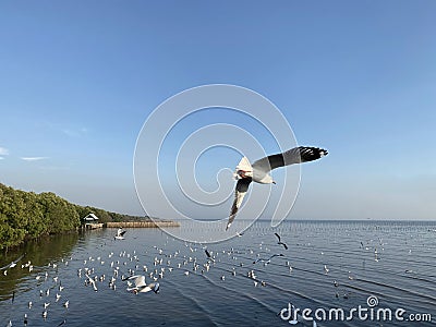 Beautiful blue sky over calm sea with sunlight reflection, thailand. Giving a feeling of tranquility water surface. Sunny sky and Stock Photo