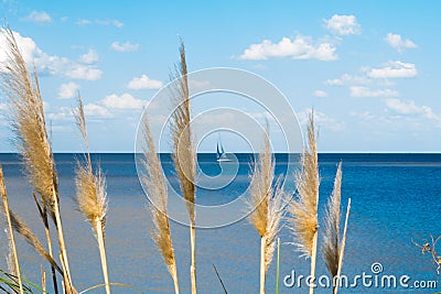 Beautiful blue sky with white clouds and Rio de La Plata horizon with vegetation in the foreground Stock Photo
