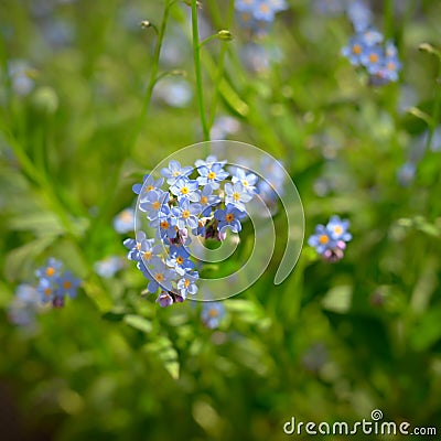 Beautiful blue small flowers - forget-me-not flower. Spring colorful nature background. Myosotis sylvatica Stock Photo