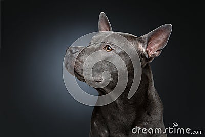 Beautiful blue thai ridgeback dog Stock Photo