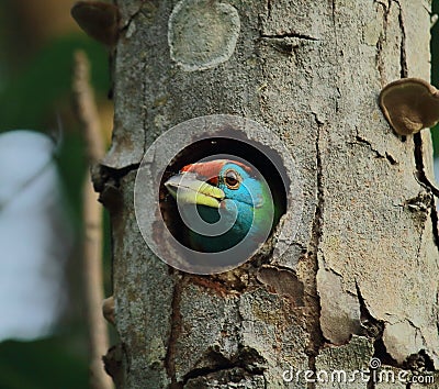 A beautiful blue throated barbet psilopogon asiaticus or megalaima asiatica looking outside from its nest Stock Photo