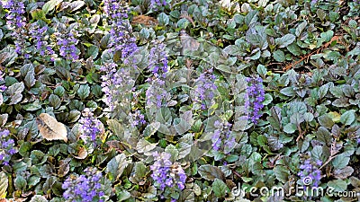 Beautiful blue and violet flowers of Ajuga genevensis also known as Geneva bugleweed Stock Photo