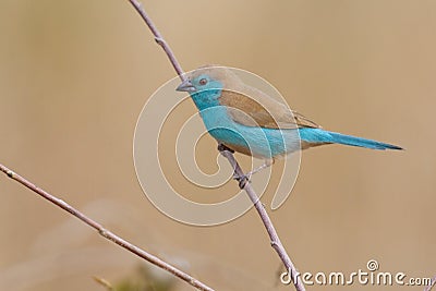 Beautiful blue waxbill sit on a thin branch with lovely background Stock Photo