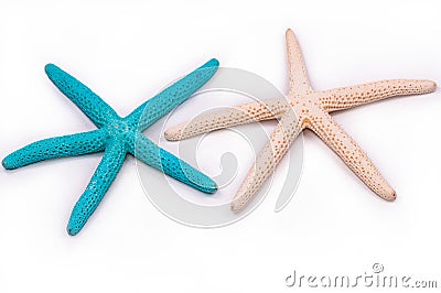 Beautiful blue and white sea star ,star fish isolated Stock Photo