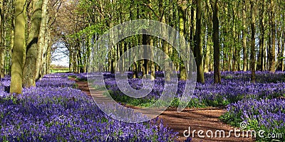 Bluebell Wood in England Stock Photo