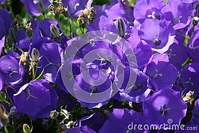 Beautiful bluebells Campanula carpatica. Blue Clips Stock Photo