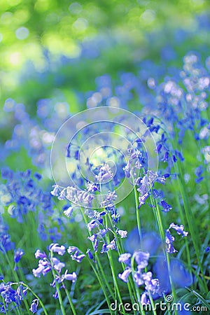 Beautiful bluebells close up Stock Photo