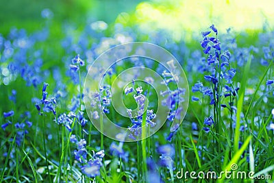 Beautiful bluebells close up Stock Photo