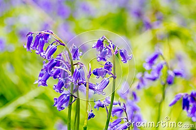 Beautiful bluebells in the forest of Scotland Stock Photo