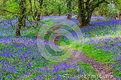 Beautiful bluebells in the forest of Scotland Stock Photo