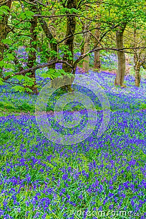 Beautiful bluebells in the forest of Scotland Stock Photo