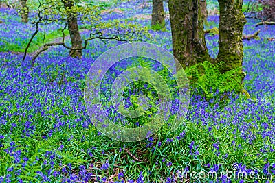 Beautiful bluebells in the forest of Scotland Stock Photo