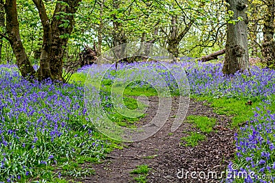 Beautiful bluebells in the forest of Scotland Stock Photo