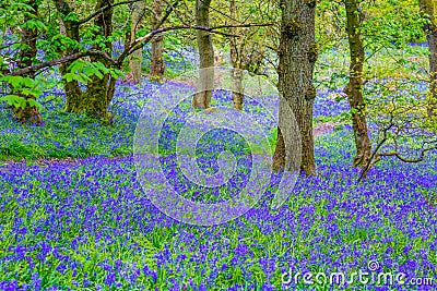 Beautiful bluebells in the forest of Scotland Stock Photo