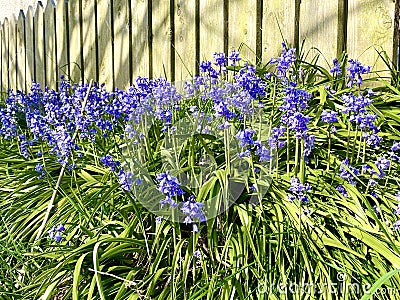 Beautiful Bluebells growing in a field in Onchan Isle of Man British Isles Stock Photo