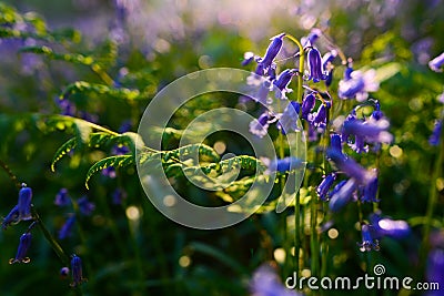 Beautiful bluebells in spring forest, natural background Stock Photo