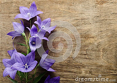 Beautiful bluebells on wooden background Stock Photo