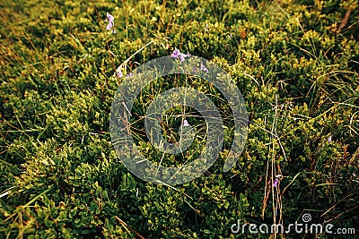 beautiful blueberries bushes on hills of sunny mountains. wildflowers,herbs on hill in sunlight, bellflower on background of grass Stock Photo