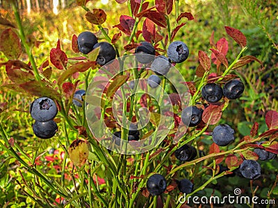 Beautiful blueberry Bush with ripe sweet berries growing Stock Photo