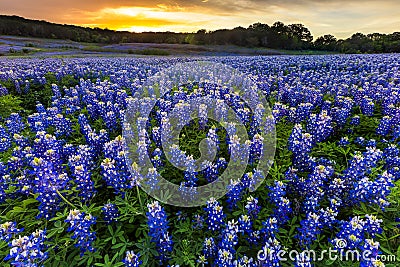 Beautiful Bluebonnets field at sunset near Austin, Texas in spri Stock Photo