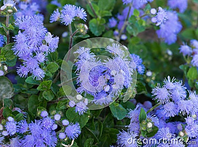 Beautiful bluish violet Ageratum in the flower bed Stock Photo