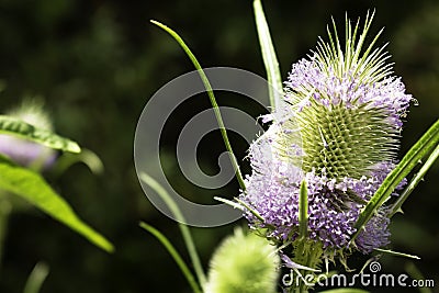 Beautiful bluish-violet flower of a wild thistle. Field plants with thorns. exotic flowers Stock Photo